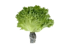 Xà lách thủy tinh thủy canh 300g (±15%) 