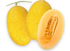 Dưa lưới vàng Vietgap 