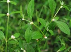 Rau dệu thủy canh 400g (±15%) 