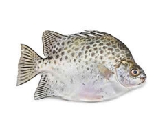 Cá dìa làm sạch 