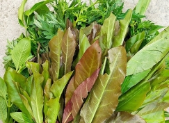 Combo Rau  ăn bánh xèo / Thịt luộc (1 Gói) { lá cách lồi, cải xanh,xà lách, đinh lăng, lá cóc, diếp cá, húng cây, quế cây,  tía tô
